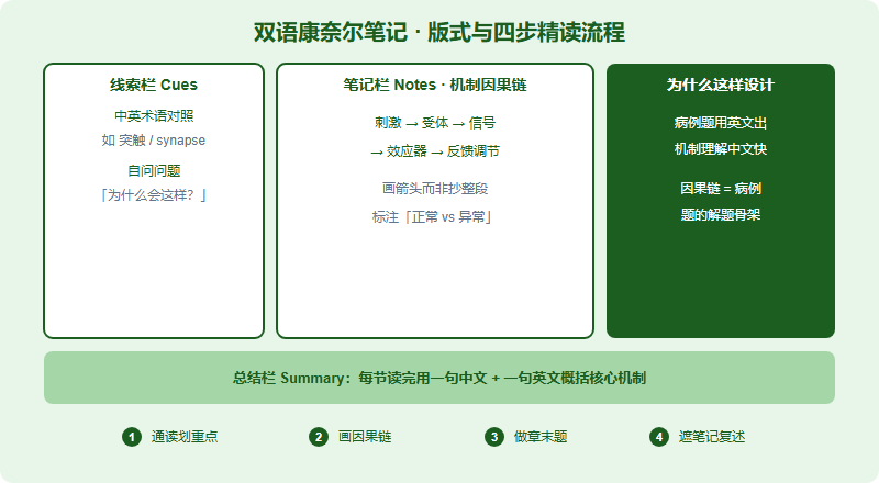 双语康奈尔笔记法版式：左侧线索栏记中英术语与提问，右侧笔记栏画机制因果链，底部总结栏用一句话概括，配套四步精读流程