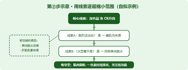 鉴别诊断决策树：从深色尿加CK升高出发，按是否剧烈运动、CK是否显著升高、肾指标是否异常逐层判断，缩小到肌肉来源机制