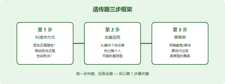 IMDO 遗传与系谱题专项：从遗传方式到概率计算的解题框架（2026）