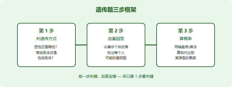 IMDO 遗传与系谱题专项：从遗传方式到概率计算的解题框架（2026）