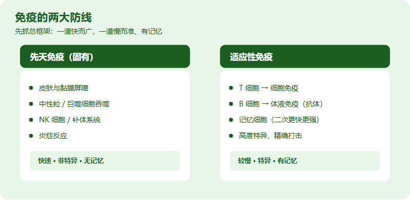 IMDO 免疫学高频考点速记：把免疫「串成网」，看懂免疫类病例题