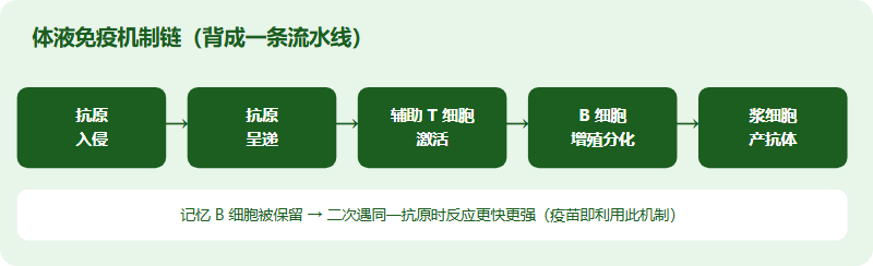 体液免疫机制链:从抗原入侵到浆细胞产生抗体