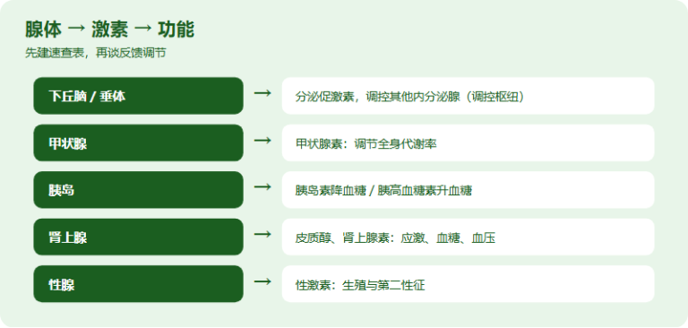IMDO 内分泌与激素反馈高频考点：读懂「负反馈调节」类机制题