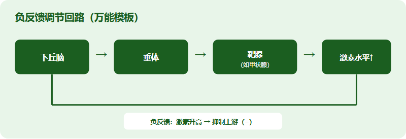 下丘脑垂体靶腺轴的负反馈调节回路