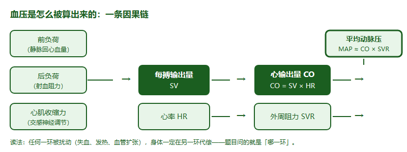 IMDO 心血管与呼吸系统高频考点：读懂「心输出量—通气—气体交换」这条主线