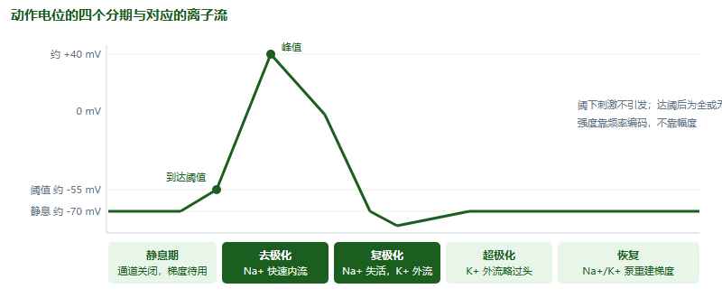 IMDO 神经系统核心考点：从动作电位到反射弧，把「信号怎么传」串成一条线（2026）