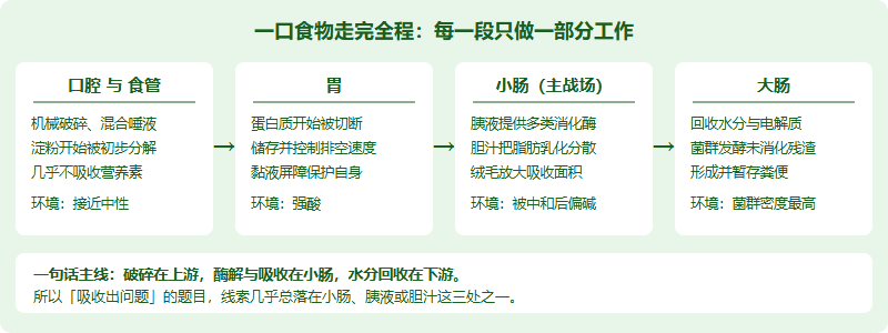 IMDO 消化与代谢高频考点：从消化吸收到肝脏中枢，读懂「营养素去哪了」（2026）