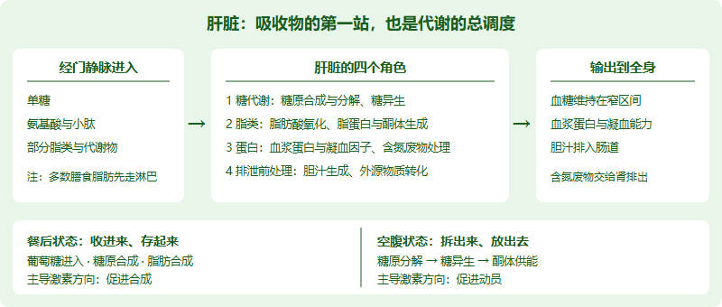 肝脏代谢中枢示意图:从肠道吸收的单糖氨基酸和部分脂类经门静脉进入肝脏,肝脏承担糖代谢调节、脂类加工、蛋白质合成与含氮废物处理、以及胆汁生成与外源物质转化四个角色,并在餐后以合成储存为主、空腹以分解输出为主两种状态之间切换