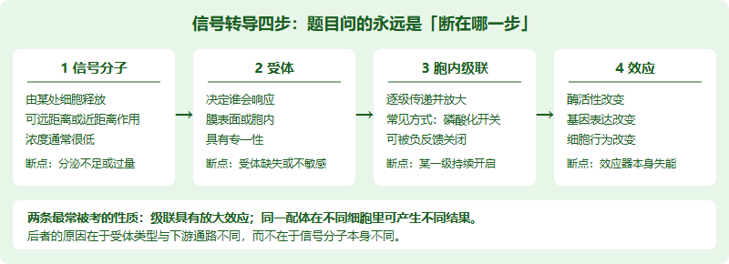 IMDO 细胞与分子模块专项：信号转导、细胞周期与癌症发生怎么串成一条线（2026）