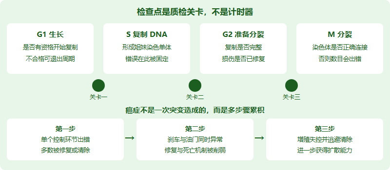 细胞周期与癌症多步骤累积示意图:上半部分显示 G1 期 S 期 G2 期与 M 期依次进行并在期间设有检查点确认条件是否满足,下半部分显示癌症不是一次突变造成而是单个突变、多个控制环节先后失效、最终增殖失控并获得侵袭能力的多步骤累积过程
