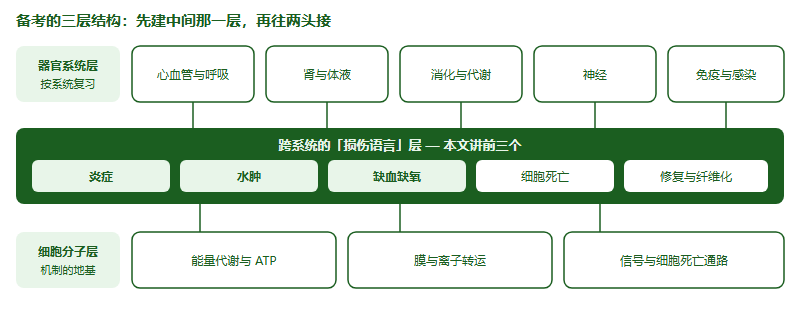 IMDO 跨系统的三组「损伤语言」：炎症、水肿与缺血缺氧怎么读（2026）