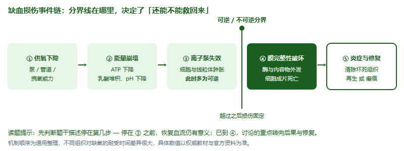 缺血损伤事件链:血流或供氧下降导致有氧代谢受限、ATP生成下降与乳酸堆积,进而离子泵失效、细胞与线粒体肿胀,此阶段为可逆损伤;越过可逆与不可逆的分界后,膜完整性破坏、酶与细胞内容物外泄,最终引发炎症反应与后续修复,修复结果为再生或瘢痕