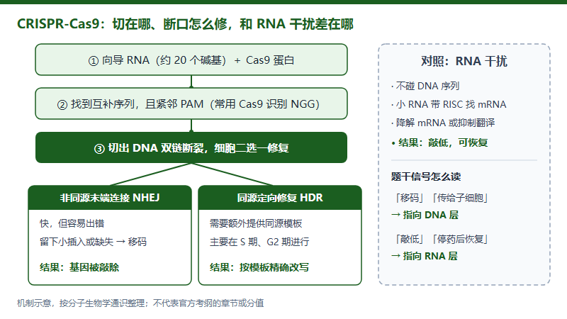 IMDO 分子加深考点专项：CRISPR、RNA 干扰与表观遗传，按「改序列 / 截信使 / 改包装」三层读懂（2026）