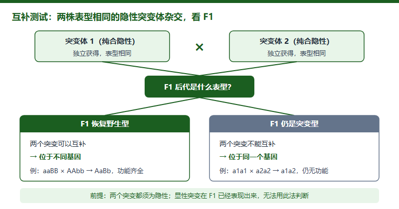 互补测试逻辑图：两株表型相同、独立获得的纯合隐性突变体杂交，F1 恢复野生型说明突变位于不同基因，F1 仍为突变型说明位于同一个基因；前提是两个突变都为隐性