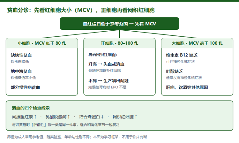 IMDO 血液系统专项：贫血三分法、止血两阶段与 Rh 血型，病例题先看哪几个数（2026）