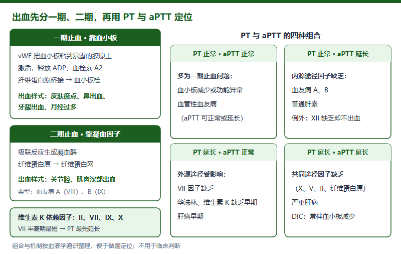 止血两阶段与 PT、aPTT 四种组合：一期止血靠血小板、表现为皮肤黏膜出血，二期止血靠凝血因子、表现为关节与肌肉深部出血；右侧为 PT 与 aPTT 正常或延长的四种组合及典型原因
