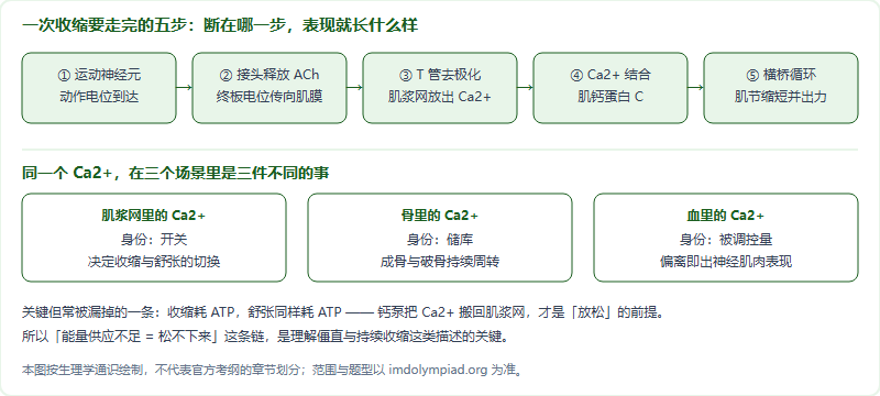 IMDO 运动系统与感觉器官专项：肌肉收缩、骨钙调节与视听换能怎么串成一条线（2026）