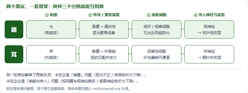 眼与耳共用的四段换能骨架对照：刺激、传导聚焦装置、换能细胞、传入神经与皮层